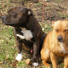 Staffordshire bull terrier Cuba