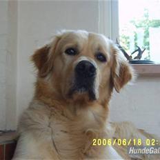 Golden retriever Mads