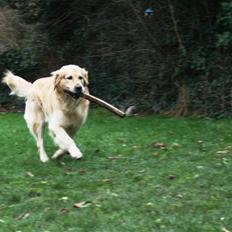 Golden retriever Mads