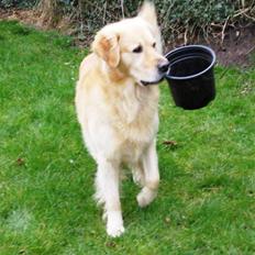 Golden retriever Mads