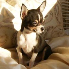 Chihuahua      *A'diva*