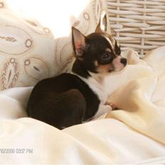 Chihuahua      *A'diva*