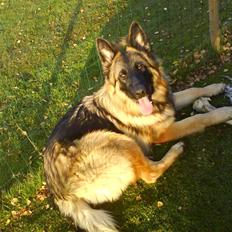 Schæferhund Taco..<3