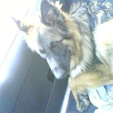 Schæferhund Taco..<3