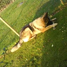 Schæferhund Taco..<3