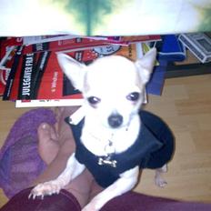 Chihuahua nemo R.I.P