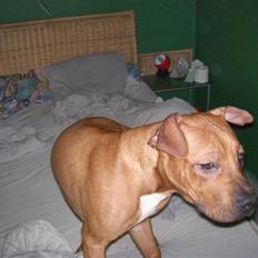 Amerikansk staffordshire terrier junior R.I.P