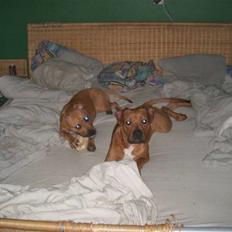 Amerikansk staffordshire terrier junior R.I.P