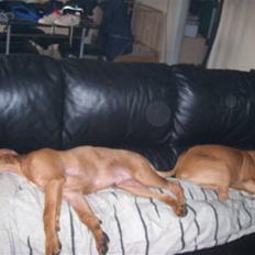 Amerikansk staffordshire terrier junior R.I.P