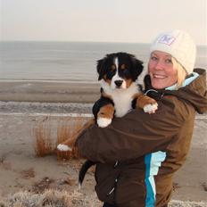 Berner sennenhund Taiger H