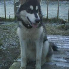 Alaskan malamute Nala