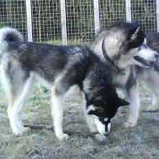Alaskan malamute Nala