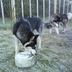 Alaskan malamute Nala