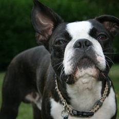 Boston terrier Conrad
