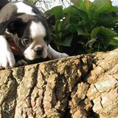 Boston terrier Conrad