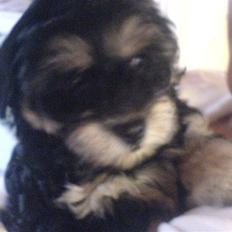 Bichon havanais Jivika¤bassen¤