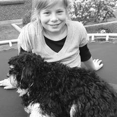 Bichon havanais Jivika¤bassen¤