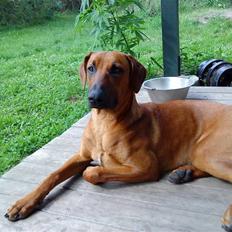 Rhodesian ridgeback Iljo R.i.P (Himmelhund)