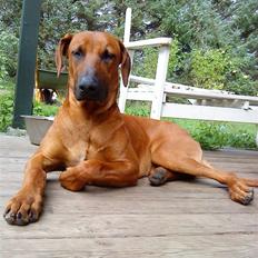 Rhodesian ridgeback Iljo R.i.P (Himmelhund)