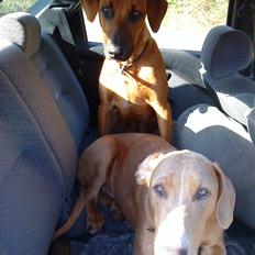 Rhodesian ridgeback Iljo R.i.P (Himmelhund)