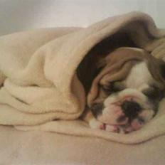 Engelsk bulldog Bertha