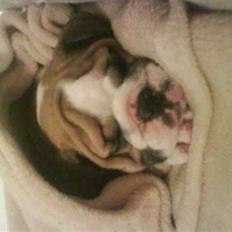 Engelsk bulldog Bertha