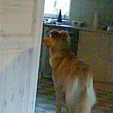 Golden retriever bmse