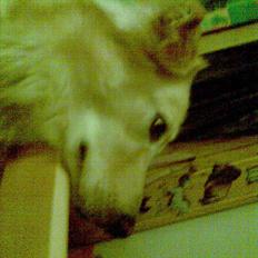 Golden retriever bmse