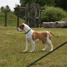 Blanding af racer Berta