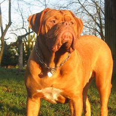 Dogue de bordeaux J'adore