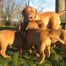 Dogue de bordeaux J'adore