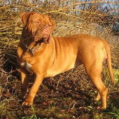 Dogue de bordeaux J'adore