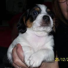 Blanding af racer Kiwi