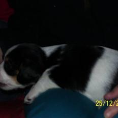 Blanding af racer Kiwi