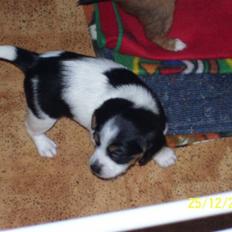 Blanding af racer Kiwi