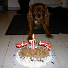 Cavalier king charles spaniel Cavalots Elvis