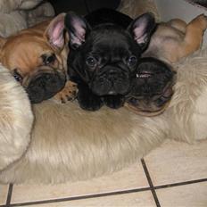 Fransk bulldog Tatarczuk DiamondLaBardot