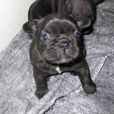 Fransk bulldog Tatarczuk DiamondLaBardot