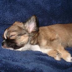 Chihuahua <3 Darwin <3