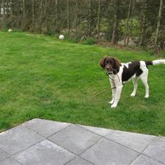 Drentsche patrijshond Bowie