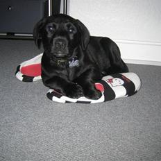 Labrador retriever Nykilde Sako