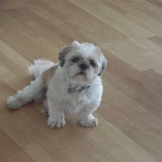 Shih tzu Sebastian