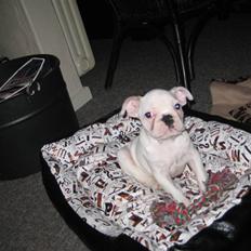 Fransk bulldog Kesse