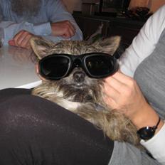 Blanding af racer Audi