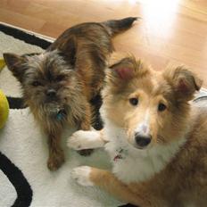 Blanding af racer Audi