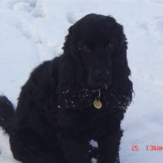 Cocker spaniel Markus