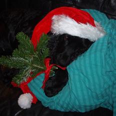 Cocker spaniel Markus