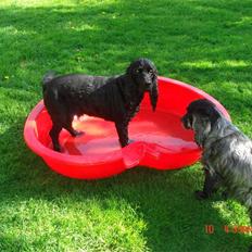 Cocker spaniel Markus