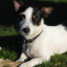 Jack russell terrier Bina
