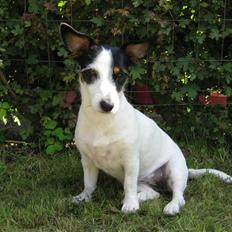 Jack russell terrier Bina